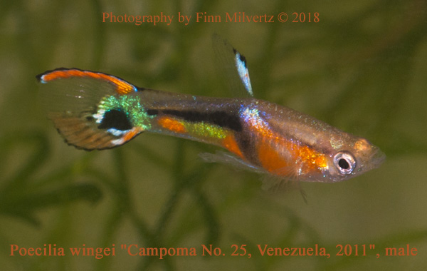 Poecilia wingei "Campoma no. 25, Venezuela, 2011", Philippe Voisin